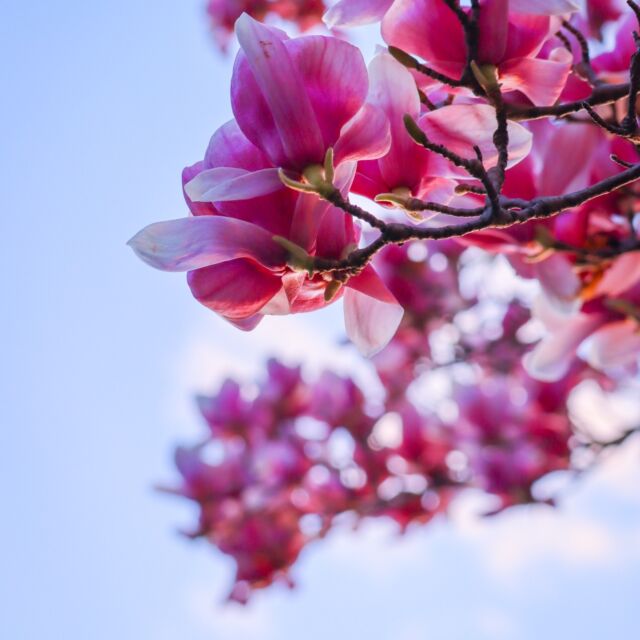 《 ４月５日　今日は何の日？ 》
「晴明（せいめい）」
　4月5日頃（2023年は4月5日）。および穀雨までの期間。太陽黄径15度春分から数えて15日目頃。
　春先の清らかで生き生きとした様子を表した「清浄明潔」という語を略したもの。
万物が若返り、清々しく明るく美しい季節。この頃は桜の花が咲きほこり、お花見のシーズン。南の地方ではつばめが渡って来る頃。雨が多い時季で、暖かくなった後に小雨が降り続いて寒くなったりもします。沖縄では「清明祭（シーミー）」といって、墓前に親族が集まり、酒・茶・お重を供えたあと、皆でご馳走をいただく習慣があるそうです。（日本の行事・暦サイトより抜粋編集）

※この内容の意見や見解は、あくまで書き手個人のものであり、
日本鍼灸師会または役員の見解や意見を代表するものではありません。

#清明
#24節気 
#木蓮
#シーミー
#東洋医学 
#はりきゅう
#鍼灸
#鍼灸師 
#日本鍼灸師会