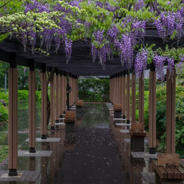 《 ４月20日　今日は何の日？ 》
　「穀雨」4月20日頃（2023年は4月20日）。清明から数えて15日目頃。
　春季の最後の節気。春雨が百穀を潤すことから名づけられたもので、雨で潤った田畑は種まきの好期を迎えます。変わりやすい春の天気もこの頃から安定し、日差しも強まってきます。昔から、この日を田植えの準備をする目安にしているようです。穀雨が終わる頃に八十八夜を迎えます。
（日本の行事・暦サイトより抜粋編集）

※この内容の意見や見解は、あくまで書き手個人のものであり、
日本鍼灸師会または役員の見解や意見を代表するものではありません。

#穀雨
#24節気 
#春雨
#藤の花
#東洋医学 
#はりきゅう
#鍼灸
#鍼灸師 
#日本鍼灸師会