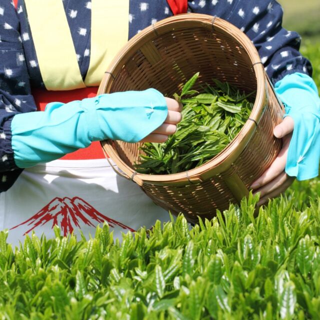 01． 新茶
立夏に新茶を飲むと一年間無病息災で健康に暮らすことができる、と言われています。〽 夏も近づく八十八夜、の歌い出しで知られる唱歌『茶摘み』にある「八十八夜」とは立春から数えて88日目のことで、今年は5月2日に当たります。末広がりの「八」が重なる縁起が良いこの日に摘んだお茶は「新茶」と呼ばれ、その年の最初に収穫された新芽でつくった一番茶として縁起が良いものとされており、飲むと福が来るとも言われています。
また新茶は冬の間に養分を蓄えた茶葉から作られるので、アミノ酸の一種である甘みや旨味成分であるテアニンを多く含みます。テアニンはお茶の木の根で作られ、葉に移動しますが、紫外線にあたるとお茶の渋みや苦味の成分となるカテキンに変化してしまいます。テアニンには脳をリラックスさせる作用があり、不眠症やPMS、高血圧、イライラや不安などの不調の緩和や改善にも役立つとも言われています。
そんな新茶の味わい方は、ひと冷ましした７０〜８０度のお湯で入れると甘みと旨みを強く感じることができます。また、氷出しすると苦みやカフェインの抽出量が減り、甘く旨味たっぷりな緑茶になります。これから暑くなる時期にもピッタリですね。健康効果もあり縁起のいい新茶、お世話になった方や帰省時の手土産として贈るときっと喜ばれることでしょう。

※この内容の意見や見解は、あくまで書き手個人のものであり、
日本鍼灸師会または役員の見解や意見を代表するものではありません。