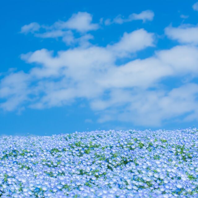 《 ５月６日　今日は何の日？ 》
「立夏」とは「夏が立つ」と書くように、夏の兆しが見え始める頃という意味で、陽気も増し夏の気配を感じる時期。暦の上では立夏から夏に入ります。気温は高くても湿度が低いのでとても過ごしやすい季節です。
気候も安定しているのでお出掛けにも最適な時期ですが、すでに紫外線は強くなっているので対策を忘れずに。（※参考ウェブサイト：All About）