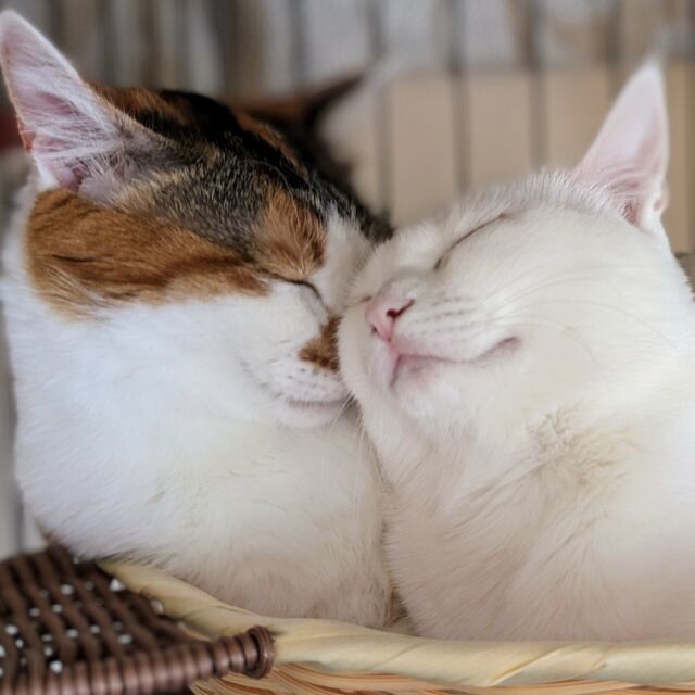 ◉猫のゴロゴロ音
　猫好きの方なら猫がゴロゴロと喉を鳴らす音に癒された経験があることでしょう。このゴロゴロ音、一般的には猫がリラックスしている時や飼い主への愛情表現として出す音と考えられていますが、単なる感情表現だけでなくさまざまな科学的効果があることをご存知でしょうか。
　「ゴロゴロ」という音は猫が喉の奥で発する振動音ですが、約20～140 Hzの低周波で構成されています。猫は他の動物よりも３倍も骨折が早く治ることから、この「ゴロゴロ」の周波数が動物の骨・筋の成長や回復に有効な周波数帯と一致しているのではないかと研究が始まりました。人間においてもこの低周波振動が骨密度や筋力を向上させることが報告されています。また、ゴロゴロ音を聞くことでストレスホルモンであるコルチゾールやアドレナリン分泌が抑制される、免疫グロブリンAなどの免疫因子が増える、といった報告もあります。なにより、猫との触れ合いによって人は癒され、セロトニンやオキシトシンが分泌され幸福感や満足感を感じることができます。
　猫のゴロゴロ音は私たち人間に安らぎを与えるだけでなく、健康増進の貢献もしてくれているのです。愛猫と一緒に過ごす時間で心身ともに癒されるなんて驚きですね。
（参考サイト：情報処理学会　猫のゴロゴロ音に関する初期検討（２０１９）他）

※この内容の意見や見解は、あくまで書き手個人のものであり、
日本鍼灸師会または役員の見解や意見を代表するものではありません。

#猫 
#ゴロゴロ
#低周波 
#にゃんすたぐらむ 
#猫のいる暮らし 
#東洋医学 
#はりきゅう
#鍼灸
#鍼灸師 
#日本鍼灸師会